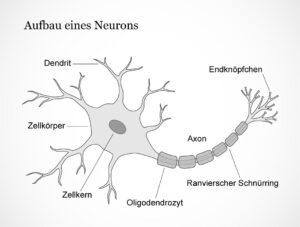 Neuron