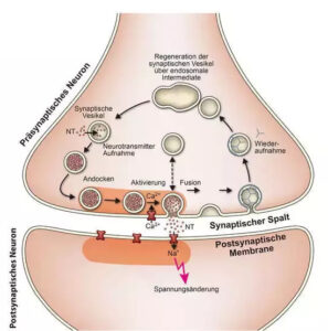 Abb. 2: Synapse