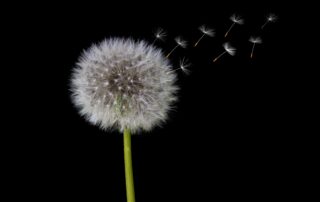 Bild von Herbert auf Pixabay